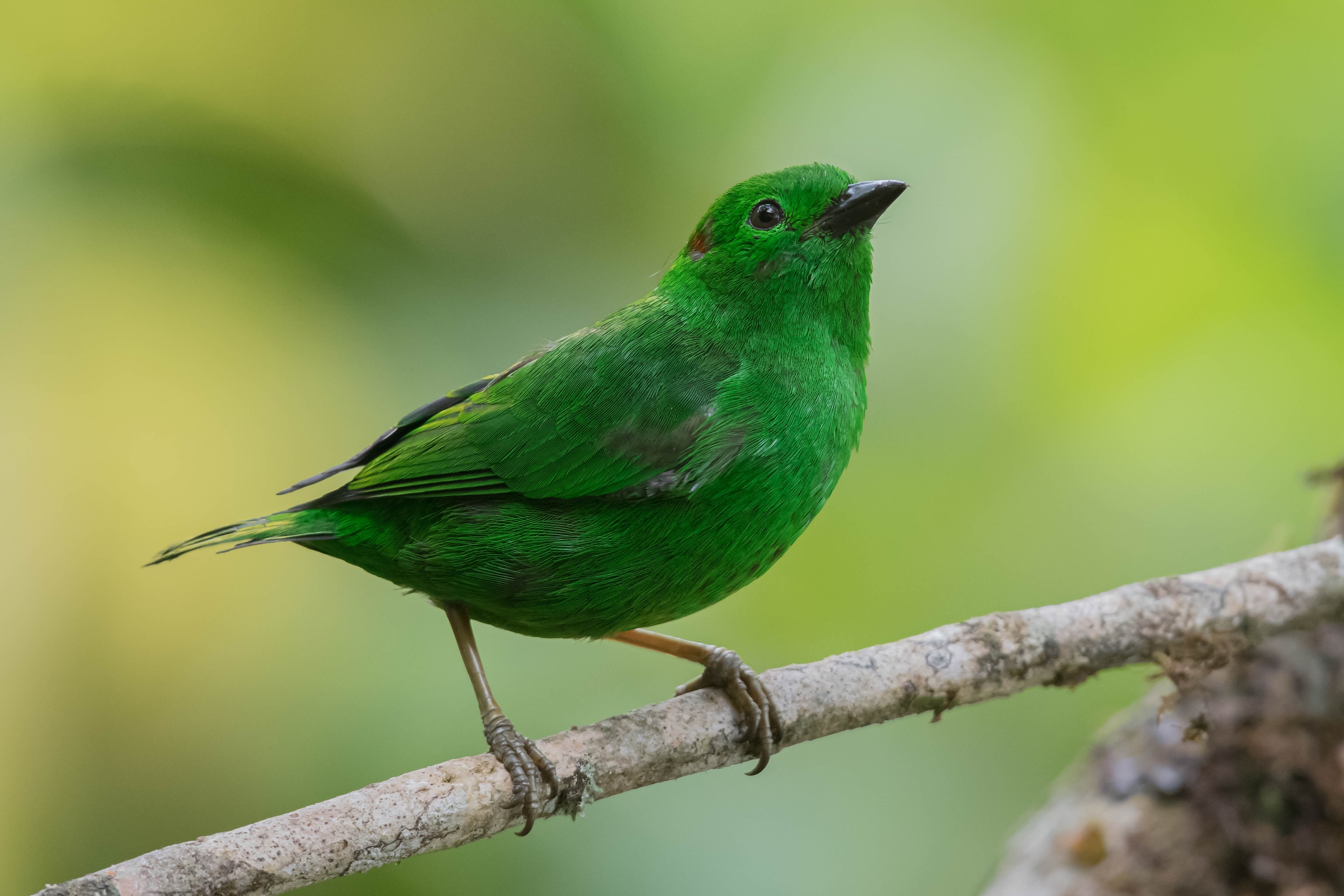 CHOCÓ FOOTHILLS - BIRDING ESCAPE 3D-2N